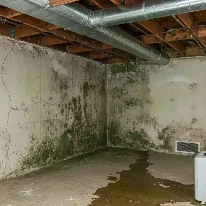 Professional Mold Removal in Silt, CO